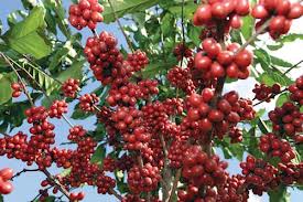 CAFE CAUCANO CAFE CAUCANO