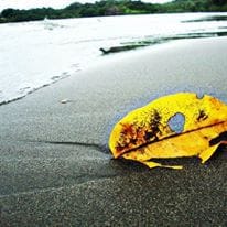 Pacifico