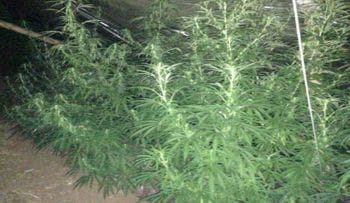 marihuana