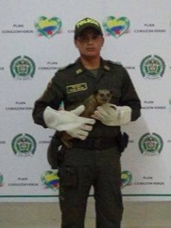 policia peroo