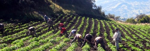Agricultura
