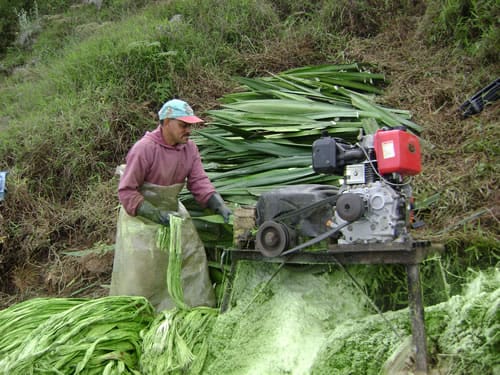Cultivo de fique