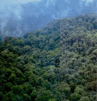 Reserva Natural Munchique
