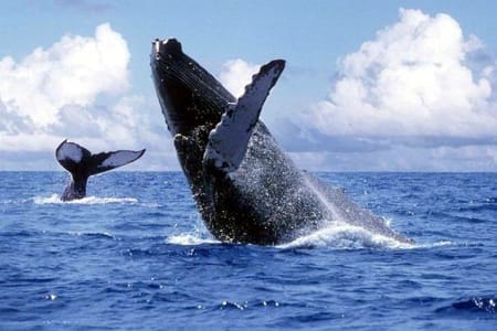 Avistamiento de Ballenas en el Pacífico Colombiano Avistamiento de Ballenas en el Pacífico Colombiano