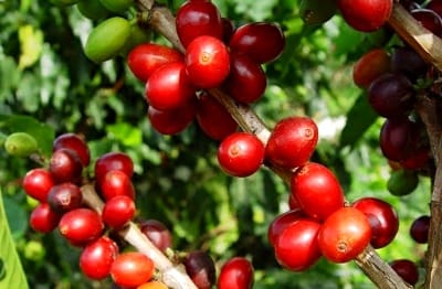 Caficultores del Cauca