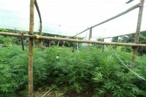 CultivoMarihuana_ImagenTomadaInternet