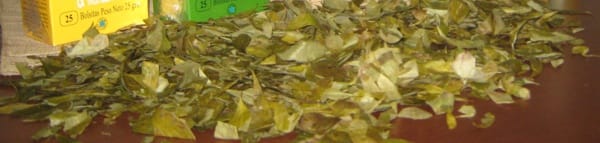 Hoja Coca Foto Liliana Godoy HojaCoca_FotoLilianaGodoy