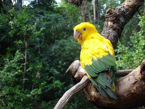 Amazonas Amazonas