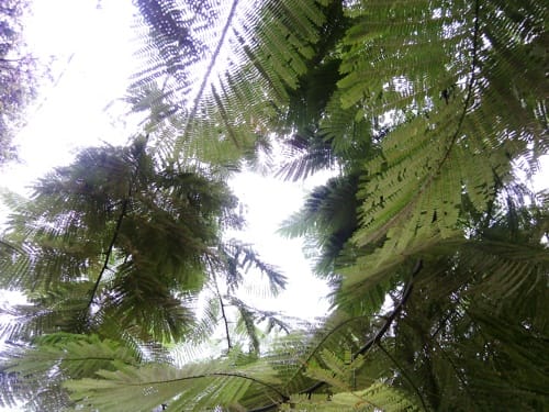 Bosque - Rodrigo Valencia Quijano Bosque