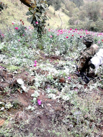 CULTIVOS DE AMAPOLA - Desmantelados por el Ejército CULTIVOS DE AMAPOLA - Ejército
