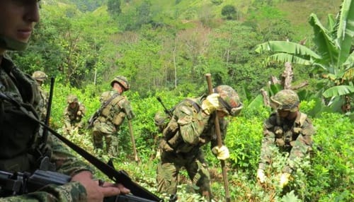 Ejército destruyó 215 mil matas de coca en Buenos Aires, Cauca Erradican cultivos ilícitos en Buenos Aires