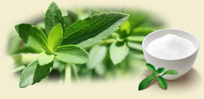 Stevia Stevia