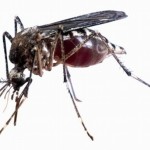 chikungunya 1