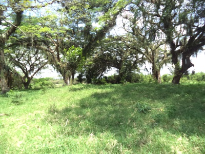 Hacienda La Bolsa - Villa Rica - Cauca Hacienda La Bolsa - Villa Rica - Cauca