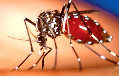 Chikungunya - Colombia Chikungunya - Colombia