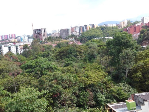 Armenia: ciudad y arborización Armenia Ciudad y Arborización