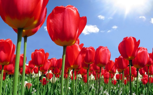 Flores Flores