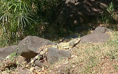Gran iguana sin parte de su cola junto el Río Cali Iguana - Cali - Valle
