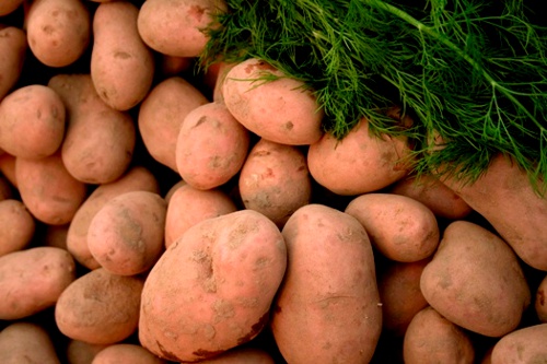 Papa - Agricultura Papa - Agricultura