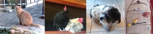 Su gato Lucho, la gallinaTina y el gallo Kiko, su perrita Dalila y Pim-pim el canario* Su gato Lucho, la gallinaTina y el gallo Kiko, su perrita Dalila y Pim-pim el canario2