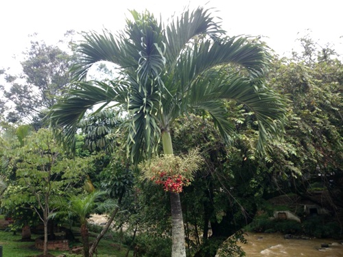 Exuberante palma joven al pie del Río Cali Casa con dos bellas palmas en Salento, Quindío