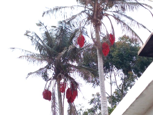 Casa con dos bellas palmas en Salento, Quindío Casa con dos bellas palmas en Salento, Quindío1