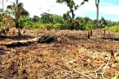 Deforestación - Medio Ambiente - Colombia Deforestación - Medio Ambiente - Colombia