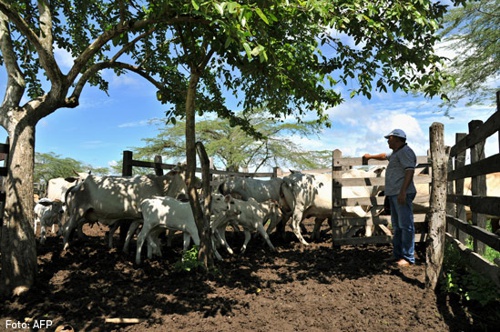 Ganado - finca Ganado - finca