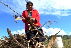 Lucha frontal contra la pobreza en el campo - MinAgricultura1
