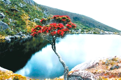 Medio Ambiente - Colombia - Flora y Fauna - Páramo de Santurbán Medio Ambiente - Colombia - Flora y Fauna