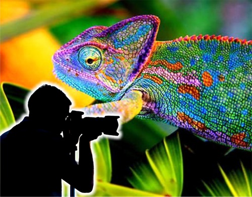 Periodismo camaleónico para proteger la vida Periodismo camaleónico para proteger la vida