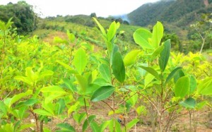 Cultivos de coca acaban con el bosque - coca Cultivos de coca acaban con el bosque - coca