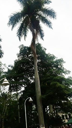 Palma e invasion parque 4