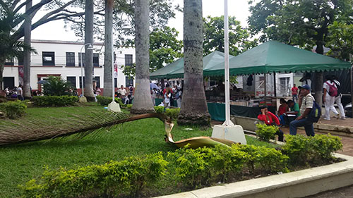 Palma e invasion parque