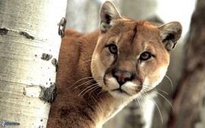 CRC inició proceso sancionatorio por sacrificio de puma en Jambaló, Cauca