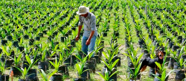 Desarrollo rural - campo - Colombia Desarrollo rural - campo - Colombia