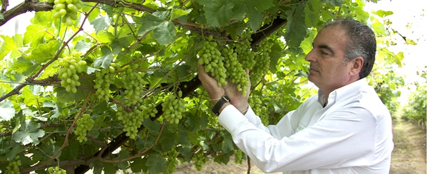 La uva sin semilla germina en Colombia - Aurelio Iragorri Valencia La uva sin semilla germina en Colombia - Aurelio Iragorri Valencia
