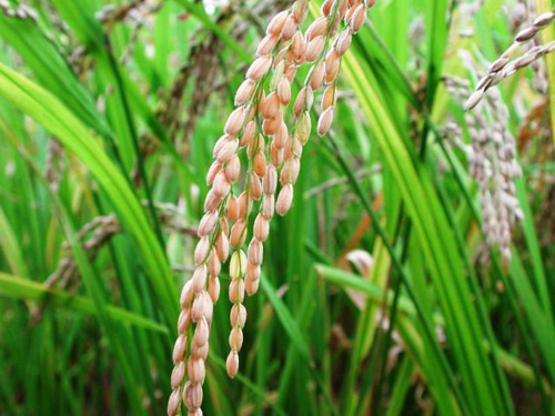 Arroz Arroz