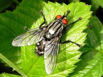 Insectos, mosca Insectos, mosca
