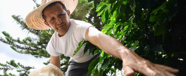 Caficultor colombiano Optimismo frente a precios del café colombiano