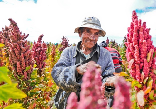 Productores de Quinua en el Cauca Productores de Quinua en el Cauca