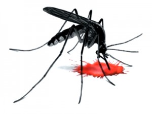 Dengue Dengue