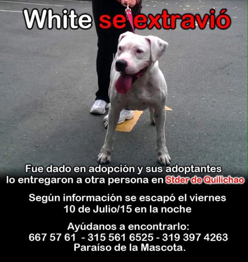Se extravió perro Pitbull de nombre White en el norte del Cauca Se extravió perro Pitbull de nombre White en el norte del Cauca