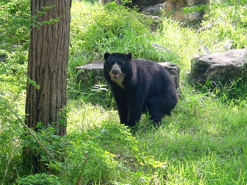 oso andino