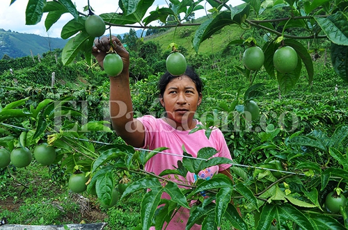 PIB y exportaciones del Cauca crecen por encima de los actuales registros del país