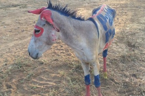 burro en la guajira burro en la guajira