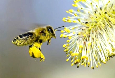 Abeja - El eco de las cosas Abeja - El eco de las cosas
