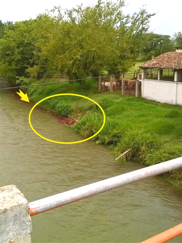 Denuncian contaminación del río Timba, Cauca, en el matadero Denuncian contaminación del río Timba, Cauca, en el matadero