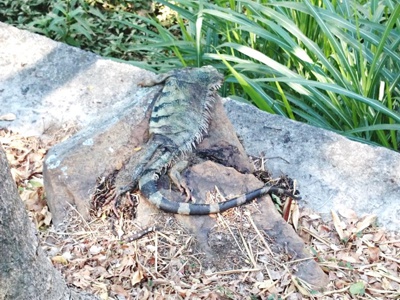 Iguana muere junto al Río Cali Iguana muere junto al Río Cali
