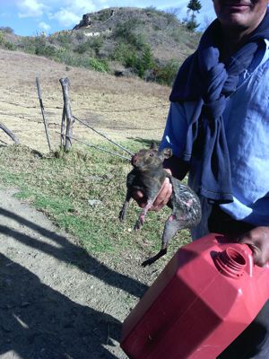 Incendio forestal 9